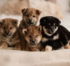 Shib token is our first token and allows users to hold billions or even trillions of them. Shiba Inu For Sale In The City Of Stavropol Russian Federation Price Negotiated Announcement 5341