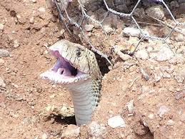 Bats coyotes & foxes procyonids: Desert Critters This Is Our Home My Arizona