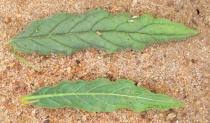 Image result for Heliotropium zeylanicum