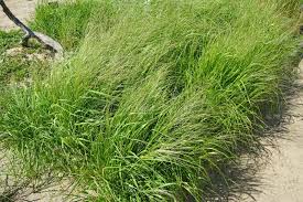 Image result for Aristida adoensis