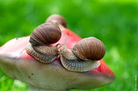 Snail Kiss Snail Pet Snails Lovely Creatures