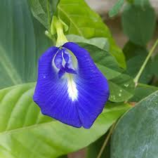 Maybe you would like to learn more about one of these? Popular Flowers Names In Bengali India Gardening