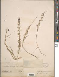 Image result for Leptochloa uniflora