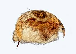 Image result for Alinula sp.