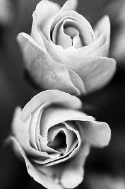 Abstract Black And White Macro Photography Flowersphotography Nature Photography Flowers Flowers Photography Wallpaper Macro Photography Nature