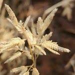 Image result for Eragrostis racemosa