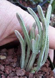 Check spelling or type a new query. Plantfiles Pictures Crassula Species Watch Chain Plant Clubmoss Crassula Princess Pine Rattail Crassula Crassula Muscosa By Kniphofia