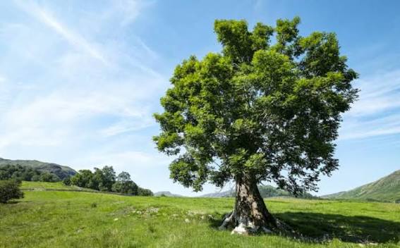 Managing ash dieback - Savills Australia | Blog