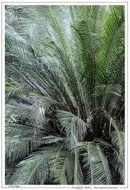 Image result for Zamiaceae