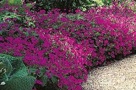 Voir plus d'idées sur le thème vivaces, plante jardin, jardins. 30 Idees De Fleurs Vivaces Pour Muret En 2021 Fleurs Vivaces Vivaces Fleurs