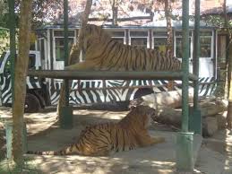 Check spelling or type a new query. Tafsir Arti Mimpi Tentang Harimau Terlengkap Dan Penting Perlu Kamu Ketahui Mentari Bali Holiday