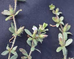 Image result for Blepharis integrifolia
