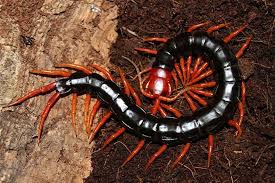 Black And Yellow Millipede Florida Scolopendra Subspinipes Mutilans Centipede Animal Gifs Arthropods