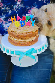 Wondering how to make a dog cake? Dog Birthday Cake Recipe For Your Furry Friend Bigger Bolder Baking