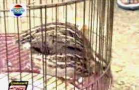 Jika menang harga burung puyuh dari tiga ribu rupiah naik hingga 250 ribu. Kicau Burung Puyuh Pun Dilombakan Om Kicau