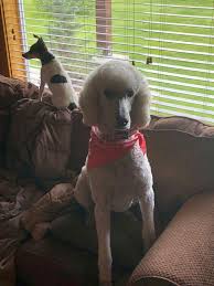 Pin By Kathy Welander On Art Studios Art Studios Art Animals