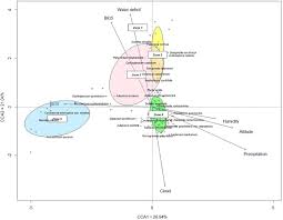 Image result for Cyclosorus striatus