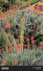 To make your job easier and help you choose the best succulents we've compiled a list of different types of succulents and cacti with their common names and pictures to help you to identify what types of succulents do you and how to keep your. Aloe Plant Bloom Image Photo Free Trial Bigstock