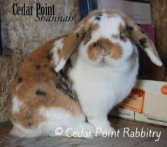 Black And White Spotted Rabbit Breeds Home Cedar Point Rabbitry Cute Bunny Calico Cat Pets