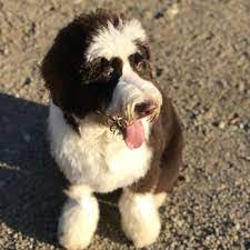 Check spelling or type a new query. Dog Gone Cute Pet Spa 92 Photos 46 Reviews Pet Groomers 30001 Town Center Dr Laguna Niguel Ca Phone Number