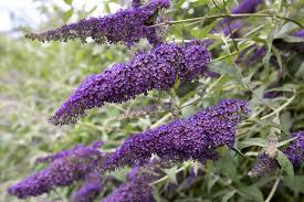 When the ship began to move toward the sand, it appeared to speed up, perhaps to correct. How To Prune Buddleja Bbc Gardeners World Magazine