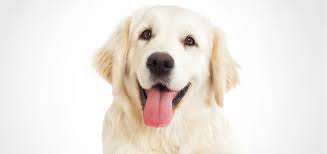 Maybe you would like to learn more about one of these? 12 Dog Photography Tips For Better Pet Portraits