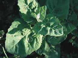 La Boutique Arroches Kokopelli Plantes Sauvages Comestibles Jardin Potager Jardins
