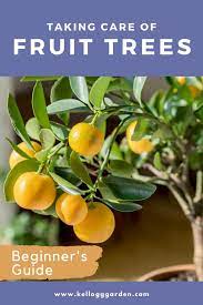 This will help increase the drainage for your tree. Planting Fruit Tress Fertilizing More Kellogg Garden Organics