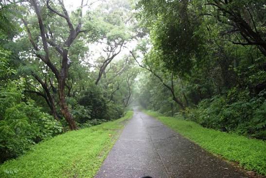 Sanjay Gandhi National Park, Wet in rain... | Sanjay Gandhi … | Flickr