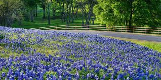 3 best florists in round rock, tx expert recommended top 3 florists in round rock, texas. Best Places To See Bluebonnets In Austin And The Texas Hill Country Curbed Austin