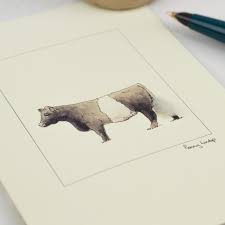 cow card belted galloway 3 55