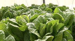 الخس تجربة ناجحة للزراعة المائية في فلسطين lettuce vegetables cabbage