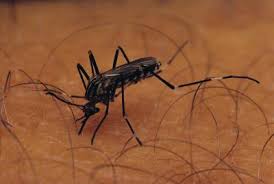 How do you make homemade bug repellent? Listerine As A Repellent