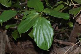 Image result for Lomariopsis guineensis