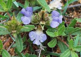 Image result for Blepharis