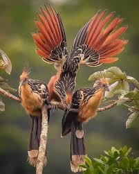Name Small Birds Of South Africa Pin On Amazing All Kind Of Animals And Nature