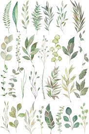 Watercolor Leaves Fern Clipart Forest Leaves Greenery Clipart Png Files Eucalyptus Clipart Wedding Invitation Instant Download Green Watercolor Leaves Leaf Drawing Green Watercolor