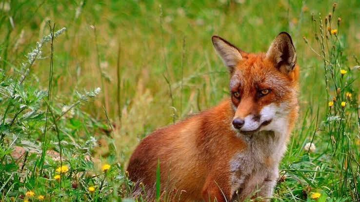 Brought to Australia for sport hunting in the 1800s, foxes devastated native wildlife, so in 1996 the country scaled up poison baiting, and the woylie and numbat began bouncing back | World