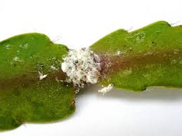 If you see any discoloration or drying out, then don't use alcohol on your check that any product you use is safe for use on cacti. Mealybugs On Cacti World Of Succulents
