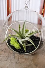 Air Plant Terrarium Ideas Air Plant Containers Hanging Glass Balls Air Plants Container Plants Air Plant Terrarium