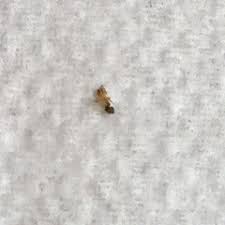 We did not find results for: Tiny Bugs In Kitchen