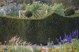 Kleinere öffnungen in der hecke lassen sich beseitigen, indem benachbarte astpartien durch anbinden in die lücke gezogen werden, so dass die zukünftigen triebe die lücke ausfüllen können. Thuja Lebensbaum Pflegen Und Schneiden