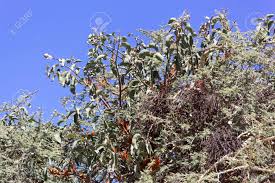 Image result for Phragmanthera cornetii