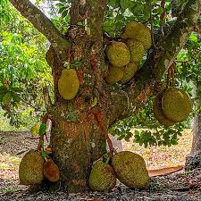 See more ideas about jackfruit tree, jackfruit, fruit trees. Growing Jackfruit Brooks Tropicals
