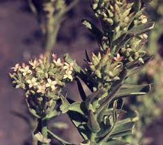 Image result for Kalanchoe lanceolata