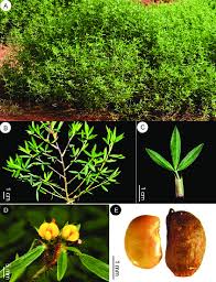 Image result for Stylosanthes