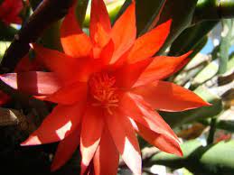 February's flower is the primrose. Garden Blooms For My Birthday Bloom Cactus Cactus Flower