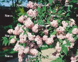 Image result for Deutzia x hybrida ′Mont Rose