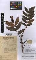 Image result for Brachystegia stipulata