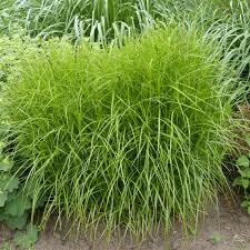 Осока пальмолистная купить в питомнике растений с доставкой ...